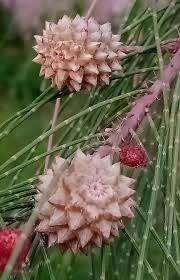 Image result for Aeschynomene schimperi