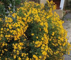 Image result for tagetes)