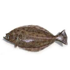 The second time we went there i ordered halibut and she ordered the cod, both fried. Indian Halibut Fish At Rs 600 Kg à¤¤ à¤œ à¤®à¤›à¤² à¤« à¤° à¤¶ à¤« à¤¶ à¤¤ à¤œ à¤®à¤›à¤² Fish O Fish Chennai Id 21056111655