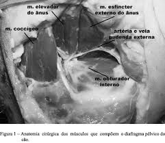 Scielo Brasil Hernia Perineal Em Caes Hernia Perineal Em Caes