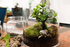 Mini Garten Im Glas Kies Puzzolane Und Erde Als Substrat Terrarium Pflanzen Pflanzen Gartenterrarium