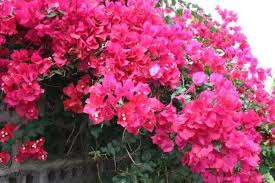 Bougainvillea, triplet flower, mediterranean flowering plant. Bougainvillea Can Take The Arizona Heat Tjs Garden