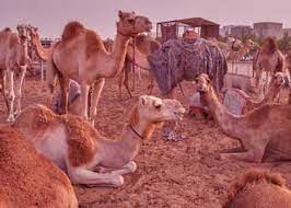 Explore 42 camel quotes by authors including gilbert k. Problems In Life Hundred Camels Story Deep Meaning Story