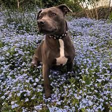Owning A Staffordshire Bull Terrier Guide Barking Mad Uk