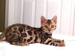 The bengal is a hybrid breed of domestic cat. 10 Cute Bengals For Adoption Near Me Image Bengal Cat Bengal Kittens For Sale Asian Leopard Cat
