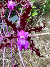 Image result for Quassia undulata