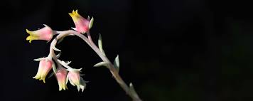 You don't want to soak the soil, as that will take a long time to dry out and you could rot the leaves. Succulent Grow Guide For Growing Indoors Perfect Plants Nursery