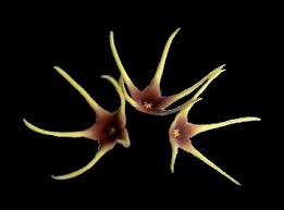 Image result for Orbea lugardii
