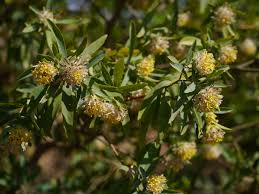 Image result for Gnidia