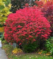 Burning Bush Relocation How To Move A Burning Bush Burning Bush Shrub Bushes Shrubs Garden Shrubs
