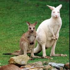 Mulali Right A Two Year Old Albino Grey Kangeroo Stands Next To Her Joey Photographic Print Allposters Com Animals Albino Animals Animals Beautiful
