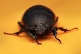 Image result for Pentodon