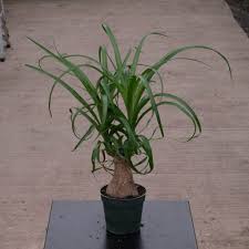 Image result for Beaucarnea recurvata
