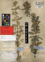 Image result for Catophractes alexandri