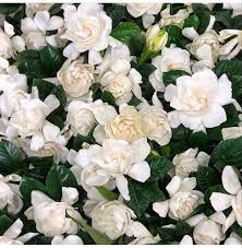 Gardenia Flower Gardenia Gardenia Bouquet Red Gardenia Wholesale Flowers Gardenia Bouquet Floating Flowers