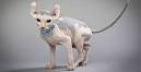 5 Hairless Cat Breeds — The Naked Truth - Catster