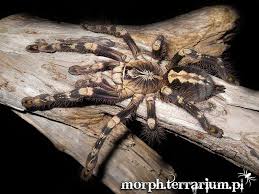 Check spelling or type a new query. Poecilotheria Subfusca Spider Tarantula Arachnids