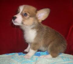 Sable Corgi Puppies Puppies For Sale Local Pembroke Welsh Corgi For Sale To Good Homes Pembroke Welsh Corgi Corgi Pembroke Welsh Corgi Puppies