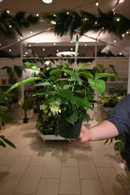 Image result for hoya multiflora