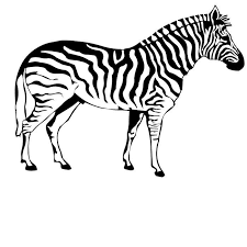 Malvorlage Malvorlage Zebra 7 Malvorlagen Zebra Zeichnung Zebra