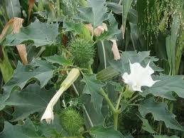 Image result for durman obecný květ