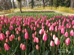 Bahkan sudah masuk musim semi sehingga anda berkesempatan menikmati bunga tulip saat musim semi di baru menginjakkan kaki di istanbul saja, ribuan bunga tulip telah siap menyambut anda. Melihat Indahnya Tulip Di Negara Asalnya