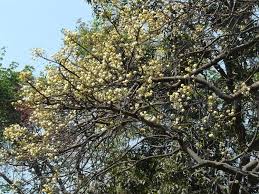 Image result for Embelia xylocarpa