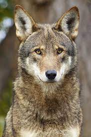 Bartel Usfws Pdza Rw4 Red Wolf Animals Wolf Population
