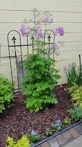 World wide flowering plant family identification. Plz Identify This Flowering Plant 462204 Ask Extension
