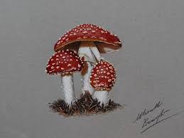 Mushrooms Drawing By Marcello Barenghi By Marcellobarenghi Mushroom Drawing Color Pencil Drawing Colorful Drawings