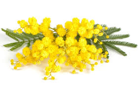 International women's day is a national holiday in many countries, including russia where the sales of flowers doubles during the three or four days in italy, international women's day, or la festa della donna, is celebrated by the giving of mimosa blossom. International Women S Day In Rome Gray Line Rome