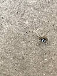 We did not find results for: What Is This Spider Small Not Fuzzy White Dots On Its Back Whatsthisbug