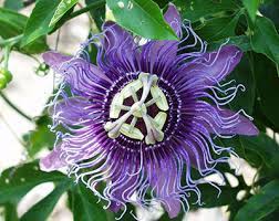 Maybe you would like to learn more about one of these? Passion Flower University Of Florida Institute Of Food And Agricultural Sciences