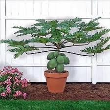 Pin On Plantas