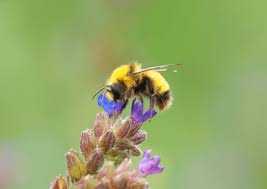 Image result for Bombus distinguendus