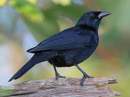 Black Bird With Black Beak Cuban Blackbird Ptiloxena Atroviolacea Nite Black Head Square Rail And Black Eyes Black Bird Grackle Purple And Black