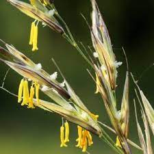 Découvrez nos 24 variétés préférées. Eflore Tela Botanica