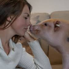 Melissa und Mini-Eber Frederick sind unzertrennlich: Ich lebe mit einem  Schwein