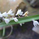 Image result for Polystachya hastata