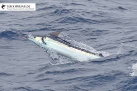 Cairns to Fraser » Black Marlin Blog