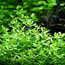 Image result for Bacopa