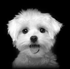 MINI PUPPY & JUNIOR SMALL BREED