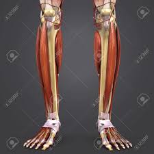The elbow is a hinge joint comprised of 3 bones. Leg Muscles And Bones Anatomy With Arteries Stock Photo Picture And Royalty Free Image Image 101900444