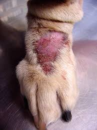 List Of Dog Diseases Wikiwand