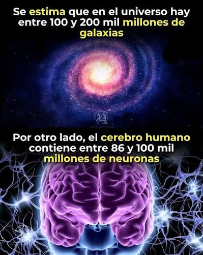 El cerebro humano contiene alrededor de 86 mil millones de neuronas, una  cifra comparable al número de estrellas en una galaxia promedio. Cada una  de estas neuronas puede conectarse con miles de