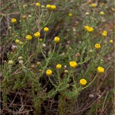 Image result for Pentzia incana