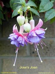 Pin On Brinco De Princesa Fuchsia