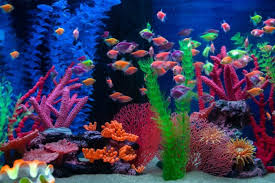 We feature the best ones for both beginners and serious aquarists. Tropical Fish For Your Aquarium