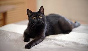 Check spelling or type a new query. Kucing Oren Dicap Galak Ini Kaitan Watak Kucing Dan Warna Bulu Lainnya Merdeka Com