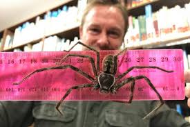 That's because this gigantic arachnid remains one of the two first of all, the remarkable giant huntsman spider truly stands out from other arachnids. Huge Huntsman Spider Handed In At Reptile Park Is Australia S Biggest London Evening Standard Evening Standard